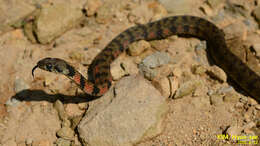 Image de Rhabdophis tigrinus (F. Boie 1826)