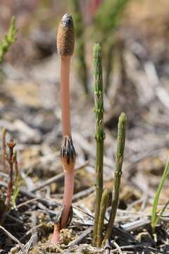 Image of field horsetail