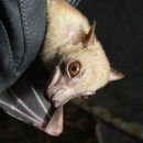 Image of Little Collared Fruit Bat