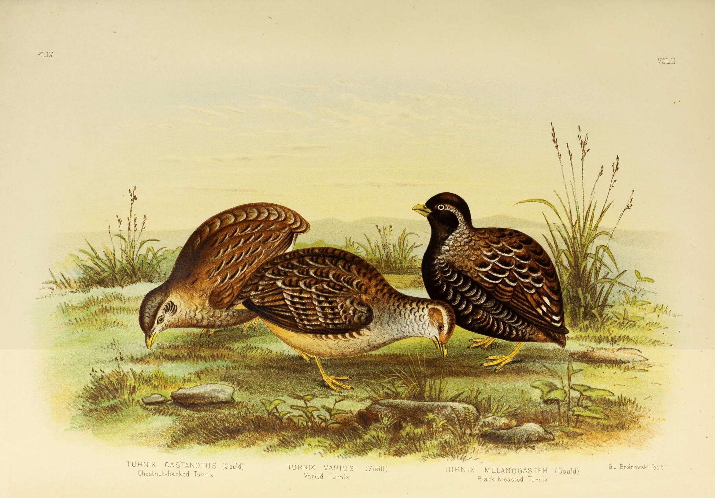 Image of Chestnut-backed Button-quail