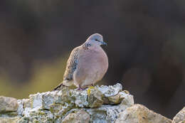 Image of Eastern Spotted Dove