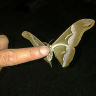 Image of Ailanthus Silkmoth