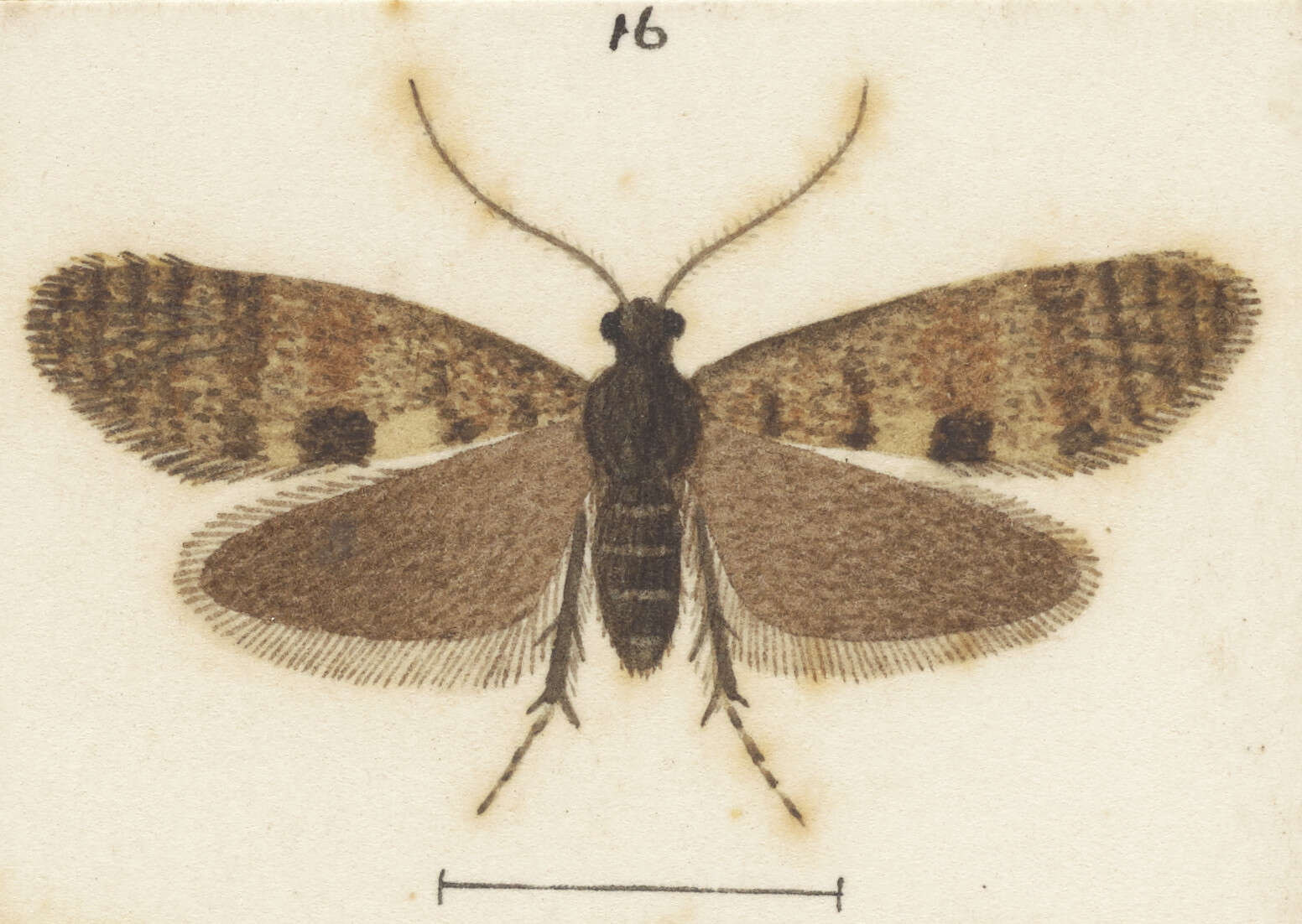 Image of Mallobathra perisseuta Meyrick 1920