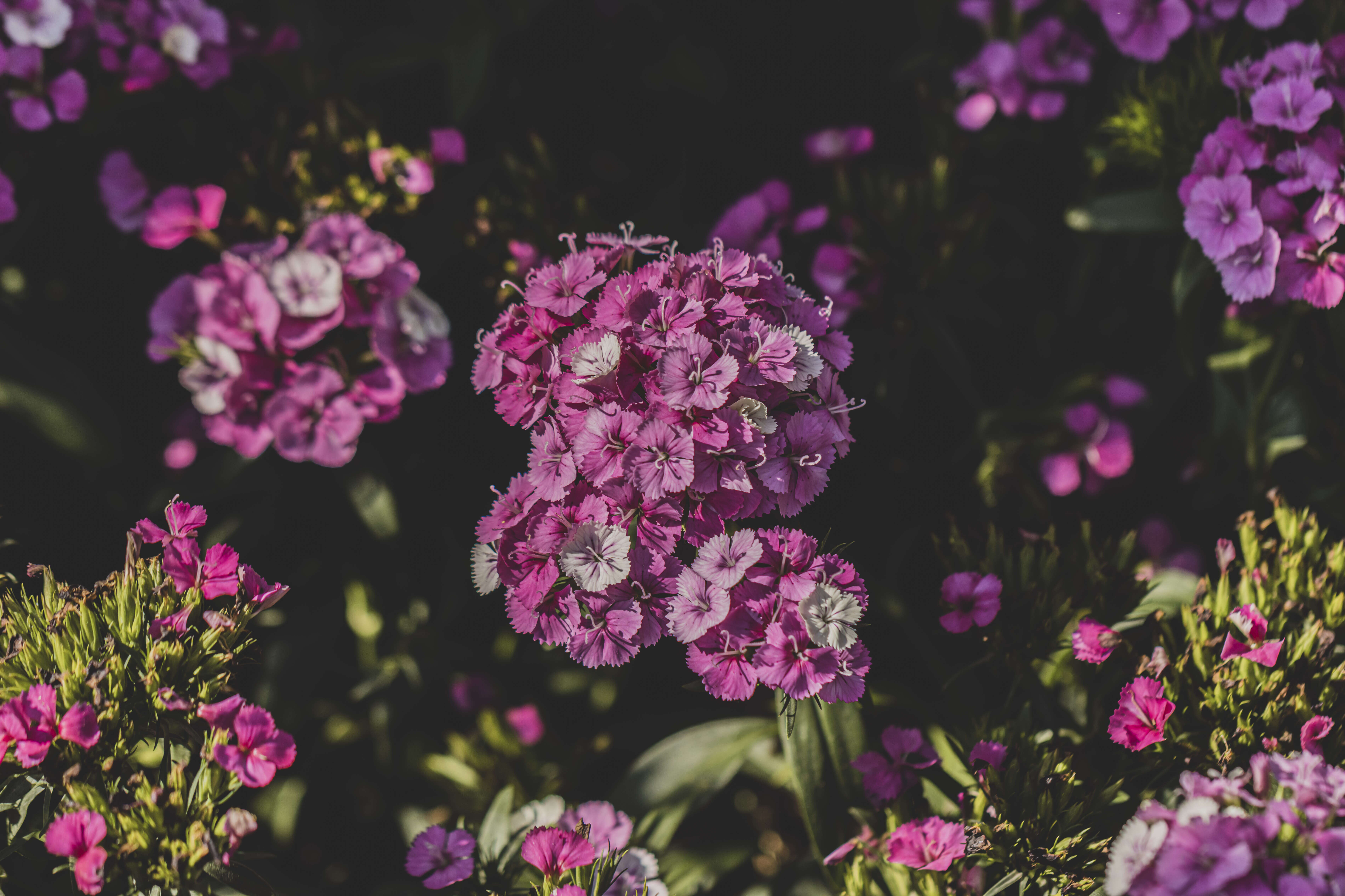 Слика од Bougainvillea