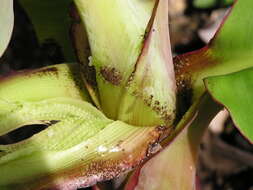 Image of Banana aphid