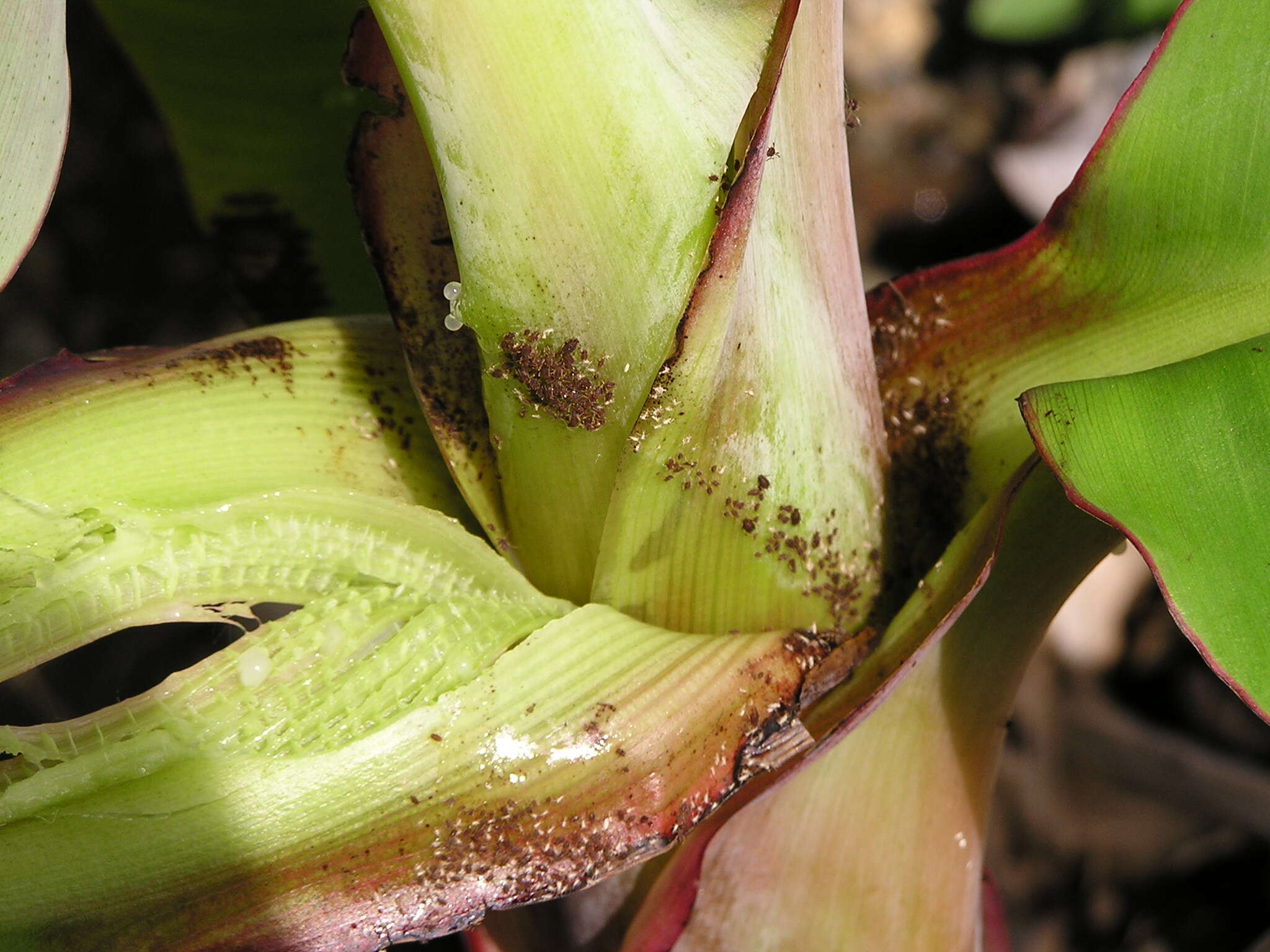 Image of Banana aphid