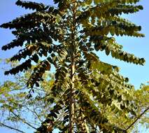 Image of Parasol tree