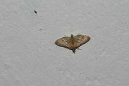 Image of Trapeze Moth