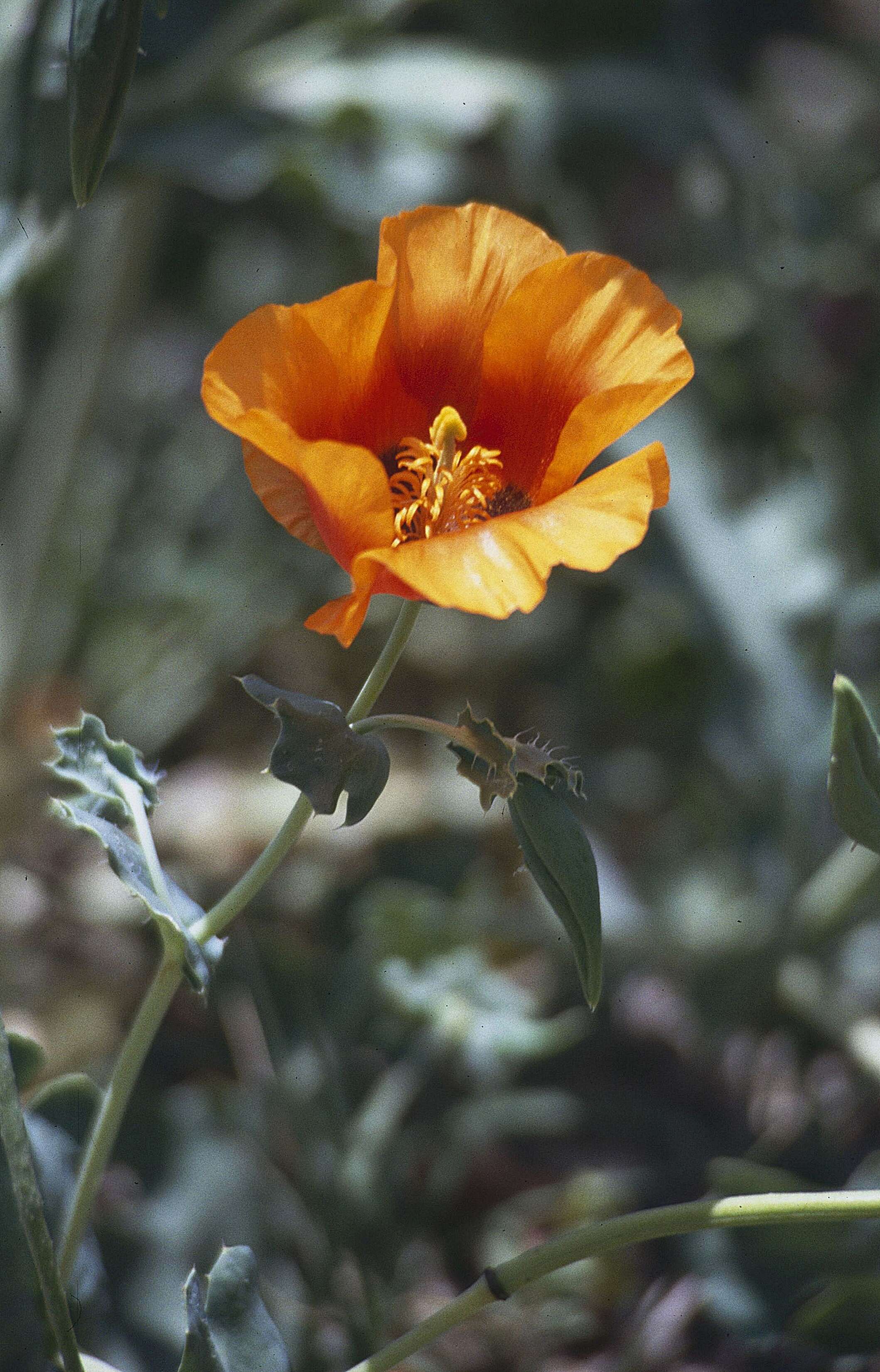 Image of Glaucium grandiflorum Boiss. & Huet