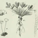 Plancia ëd Sclerotinia trifoliorum Erikss. 1880