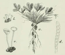 Image of Sclerotinia trifoliorum Erikss. 1880