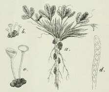 صورة Sclerotinia trifoliorum Erikss. 1880