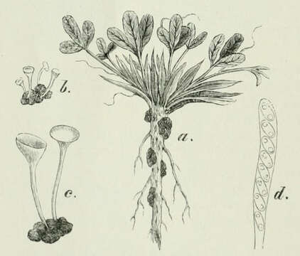 Plancia ëd Sclerotinia trifoliorum Erikss. 1880