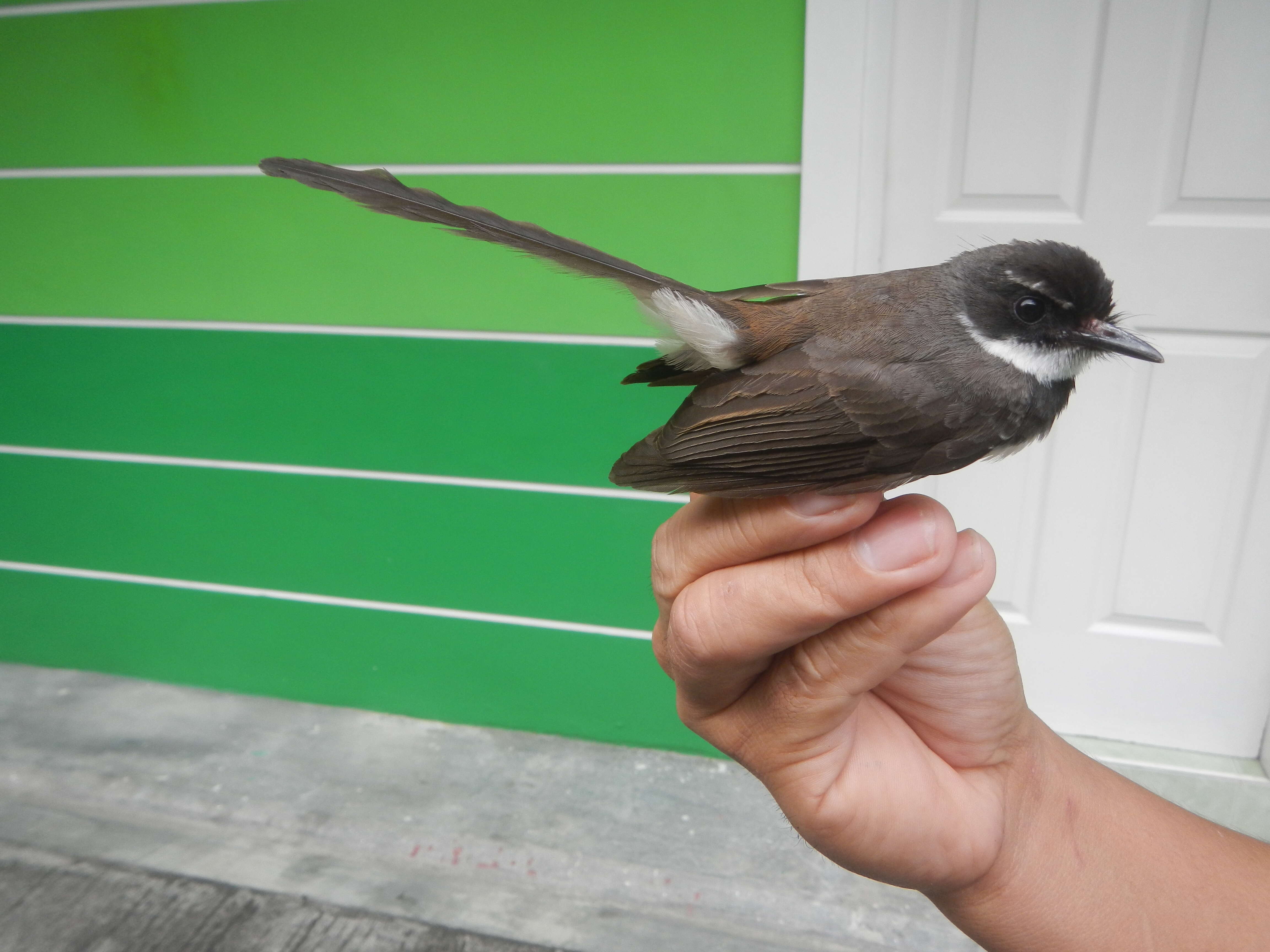 Image of Philippine Pied Fantail