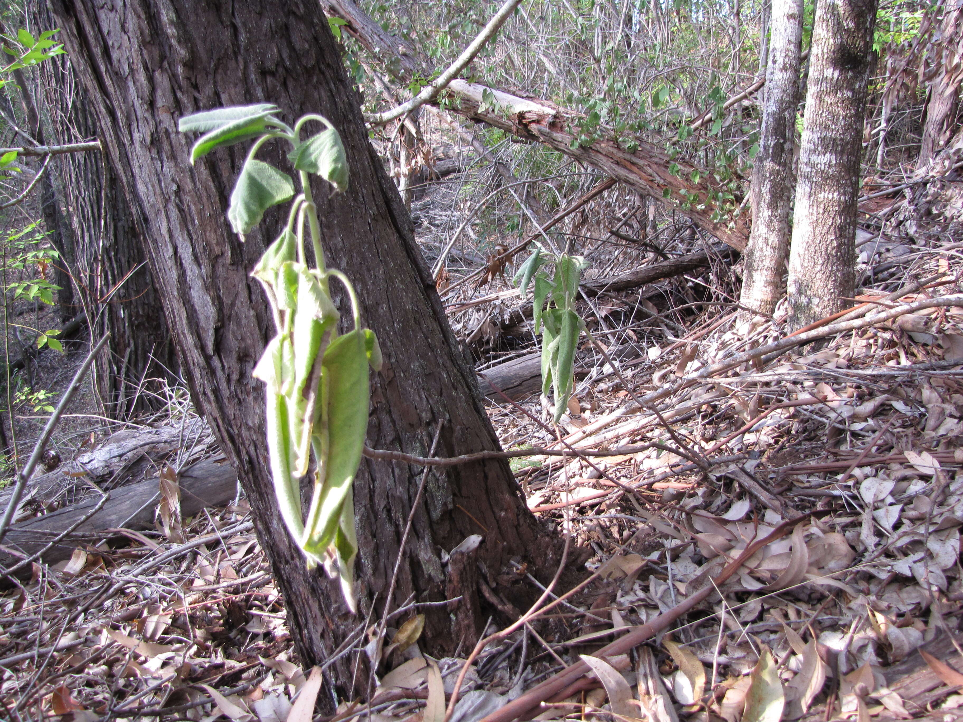 Image of pakaha