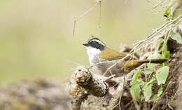 Image of Stripe-headed Brush Finch