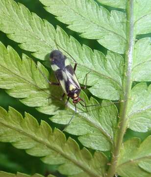 Image of Grypocoris sexguttatus (Fabricius 1777)