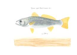 Image of Gray weakfish