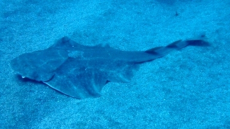 Image of Angel Shark