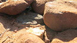 Image of Horned Adder