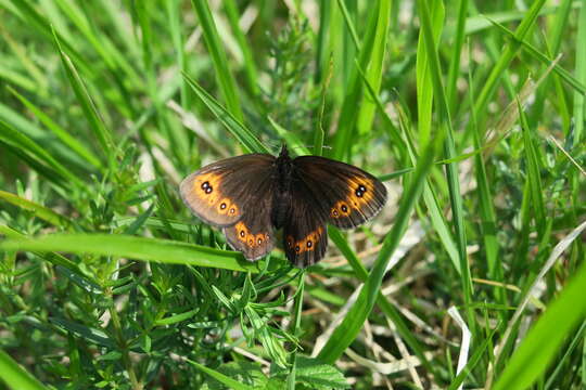 Image of woodland ringlet