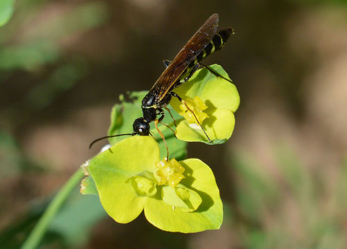 Image of <i>Calameuta filiformis</i> (Eversmann 1847) Eversmann 1847