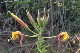 Imagem de Oenothera glazioviana M. Micheli