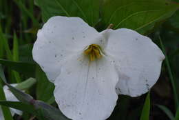 Image of White trillium