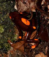 Image of Harlequin Poison Frog