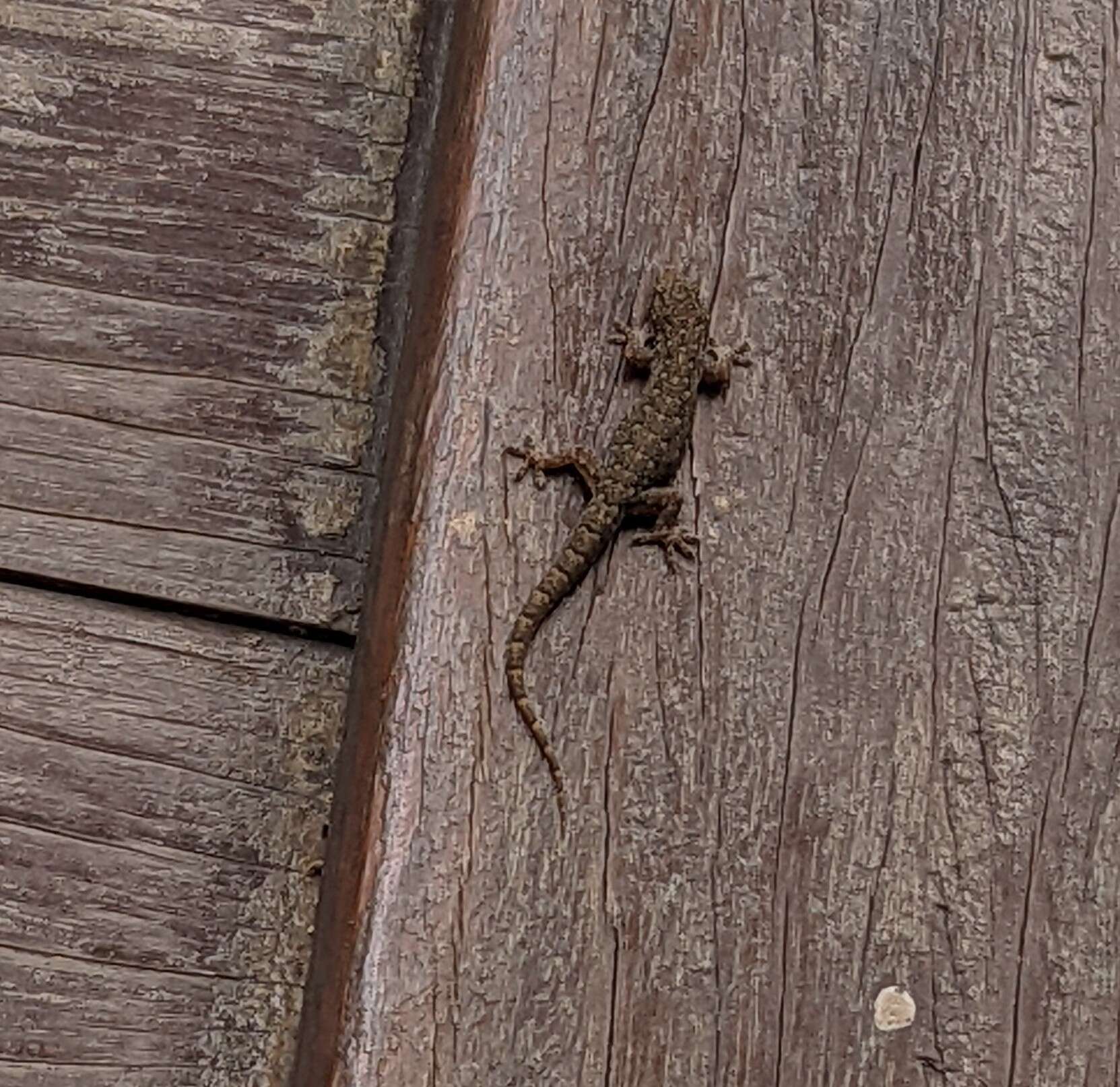Image of Oriental Leaf-toed Gecko
