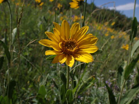 Image of oneflower helianthella