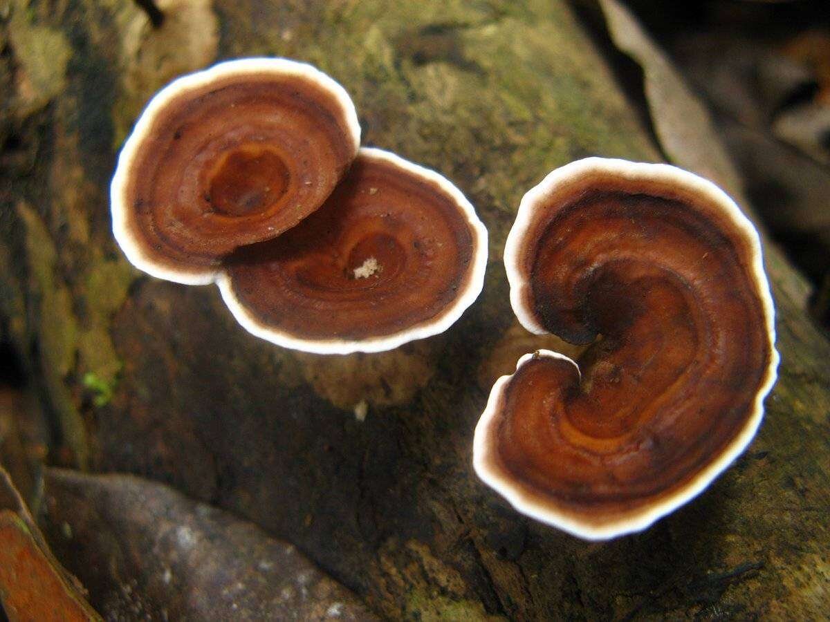 Microporus xanthopus (Fr.) Kuntze 1898 resmi