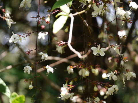 Image of Clerodendrum schmidtii C. B. Clarke