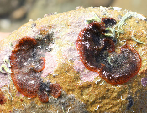 Image of Marine bryozoan