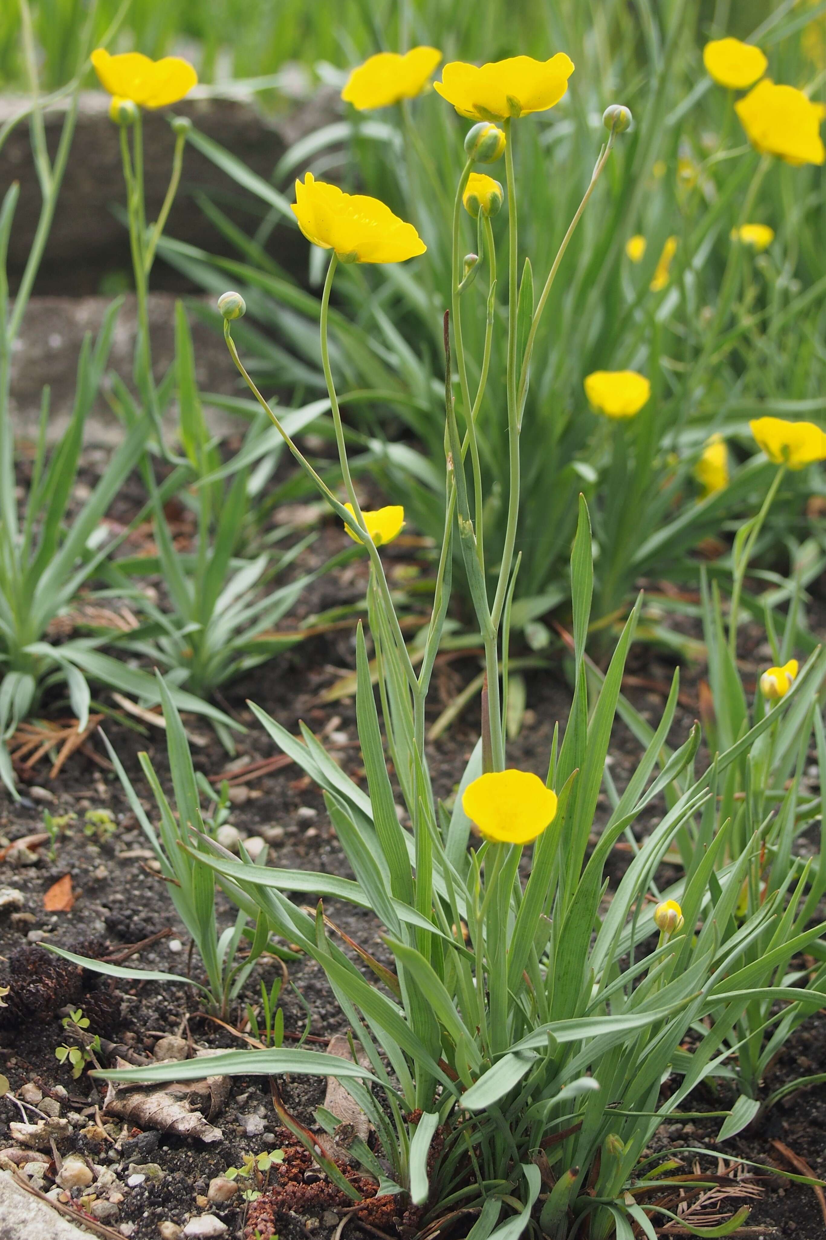 Image of Ranunculus gramineus L.