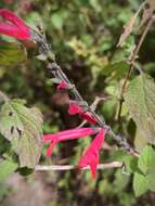 Image of pineapple sage