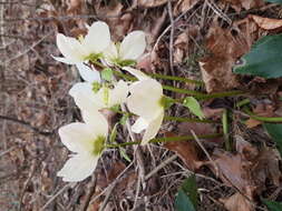 Image of black hellebore