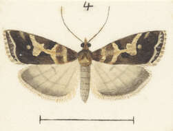 Image of Eudonia characta Meyrick