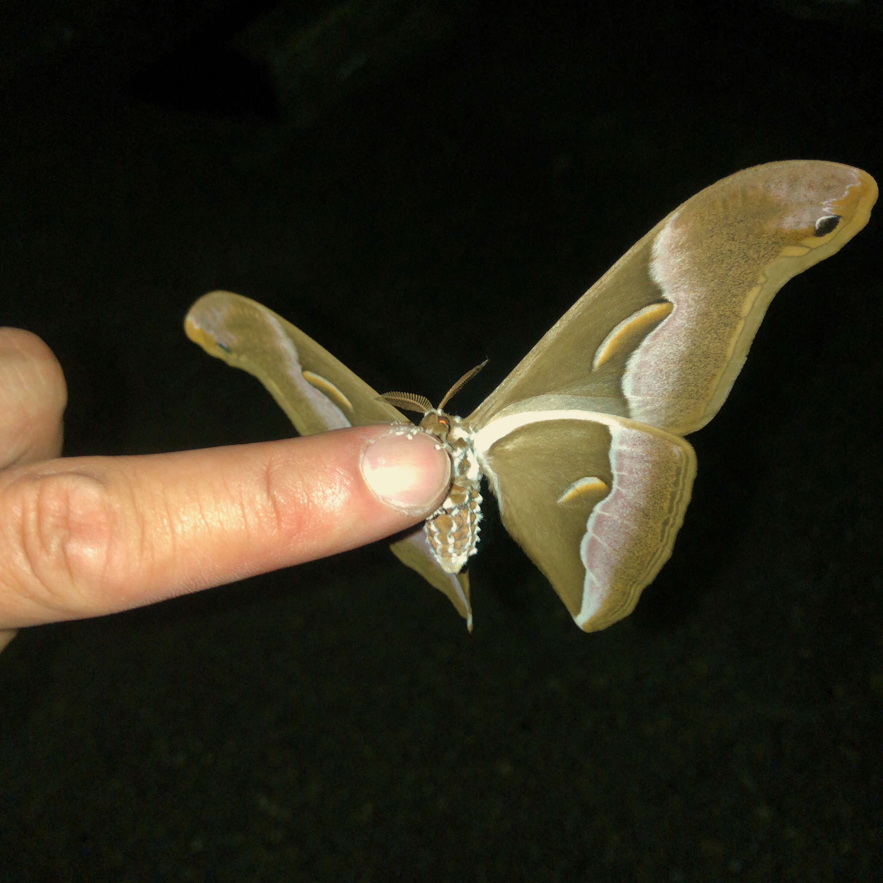 Image of Ailanthus Silkmoth