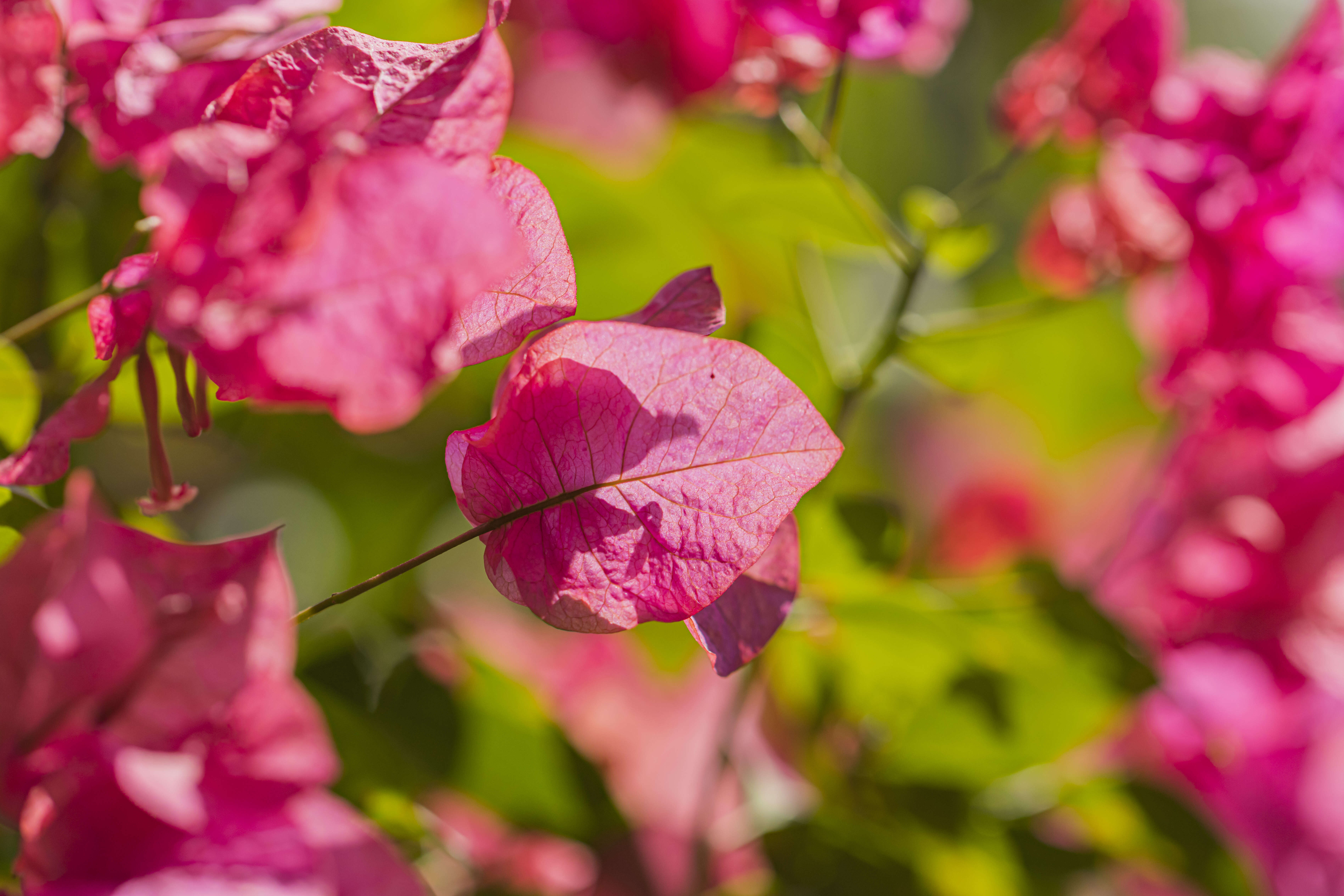 Слика од Bougainvillea