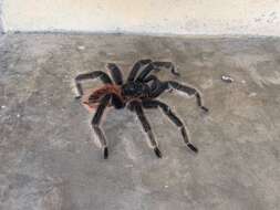 Image of Brazilian salmon pink tarantula