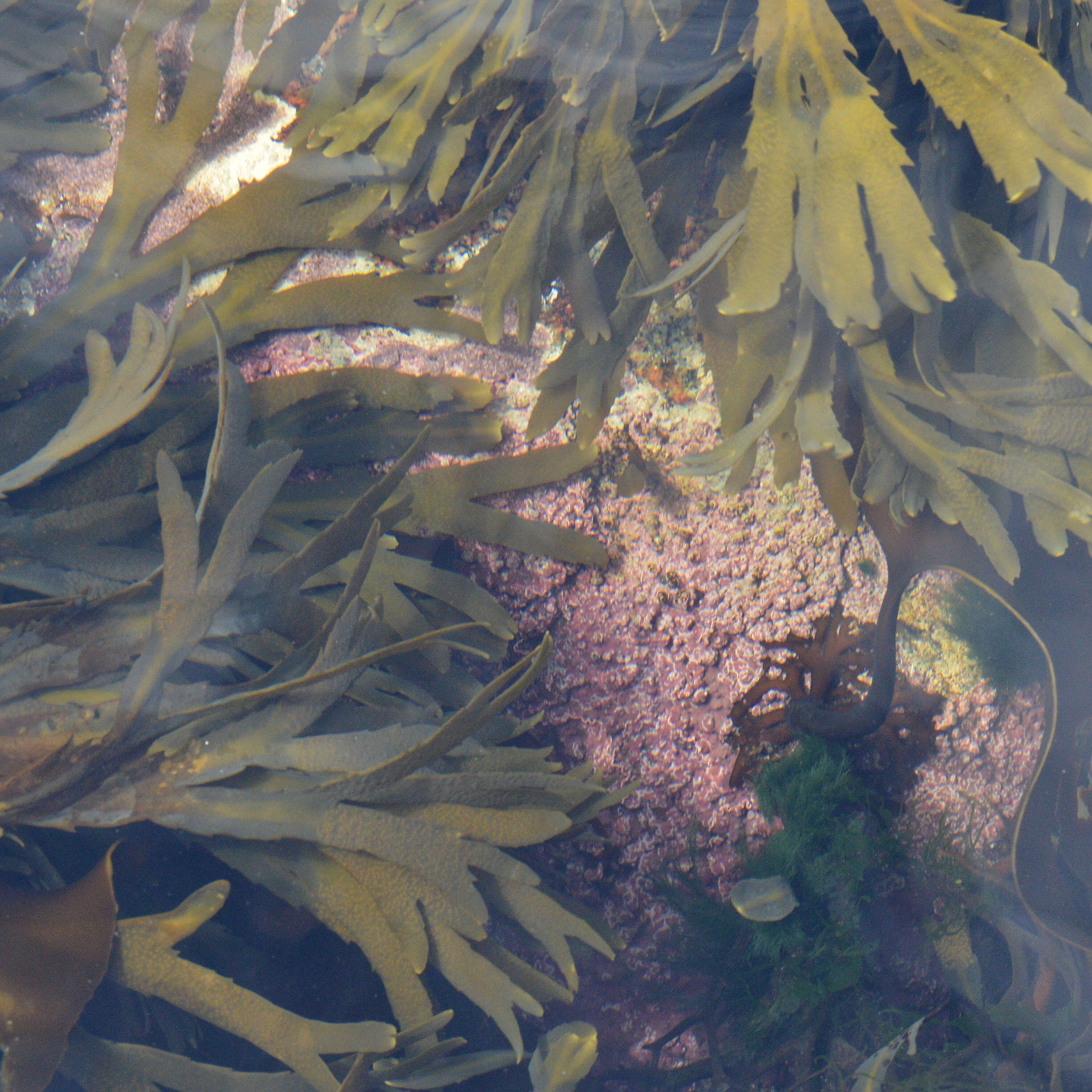 Image of toothed wrack