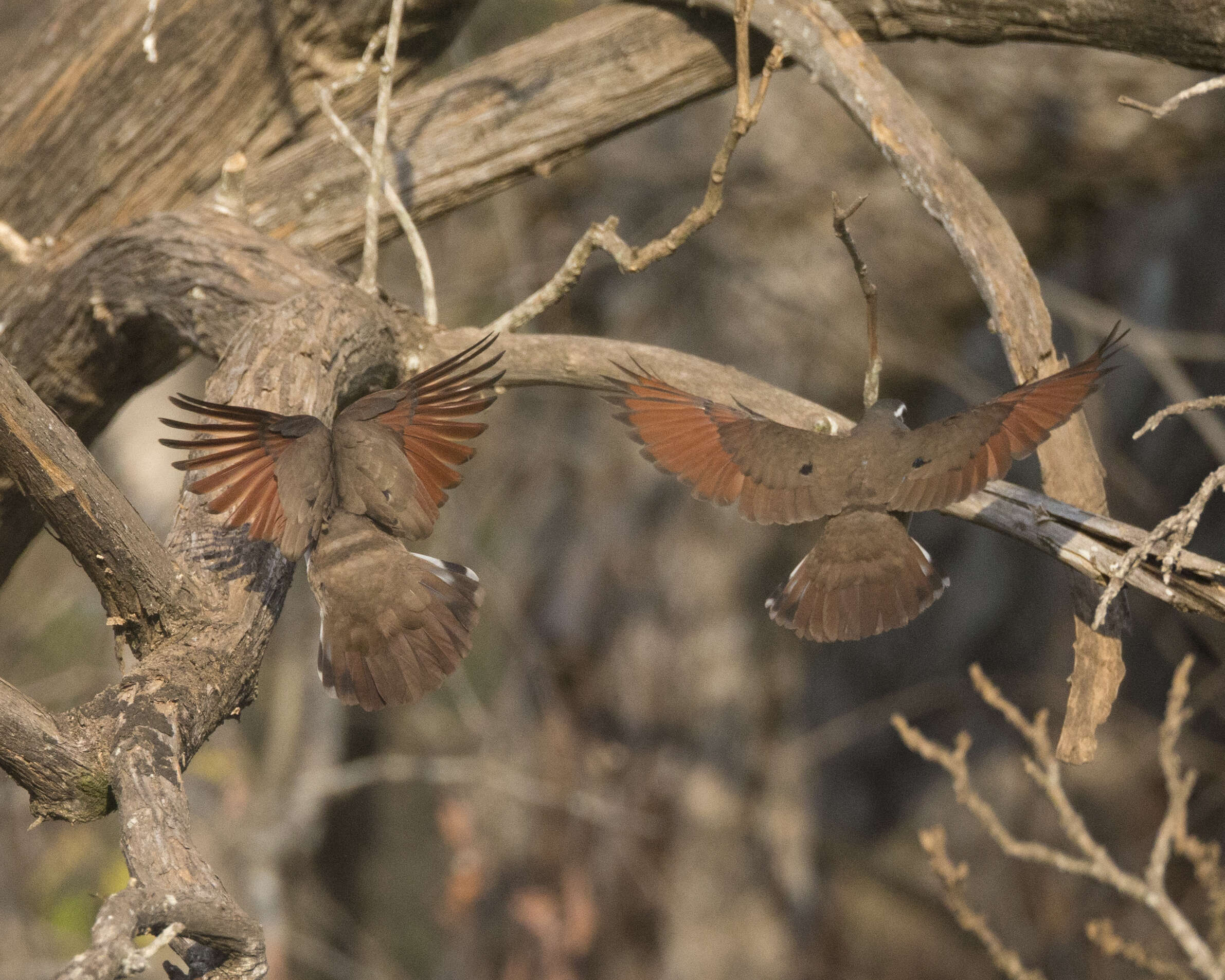 Image of Tambourine Dove