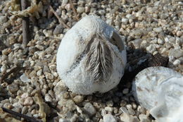 Image of Sea potato