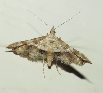Image of <i>Palaeodes samealis</i> Hampson 1913