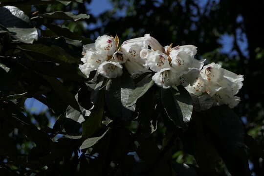 Image of Rhododendron grande Wight