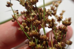 Image of <i>Juncus marginatus</i>