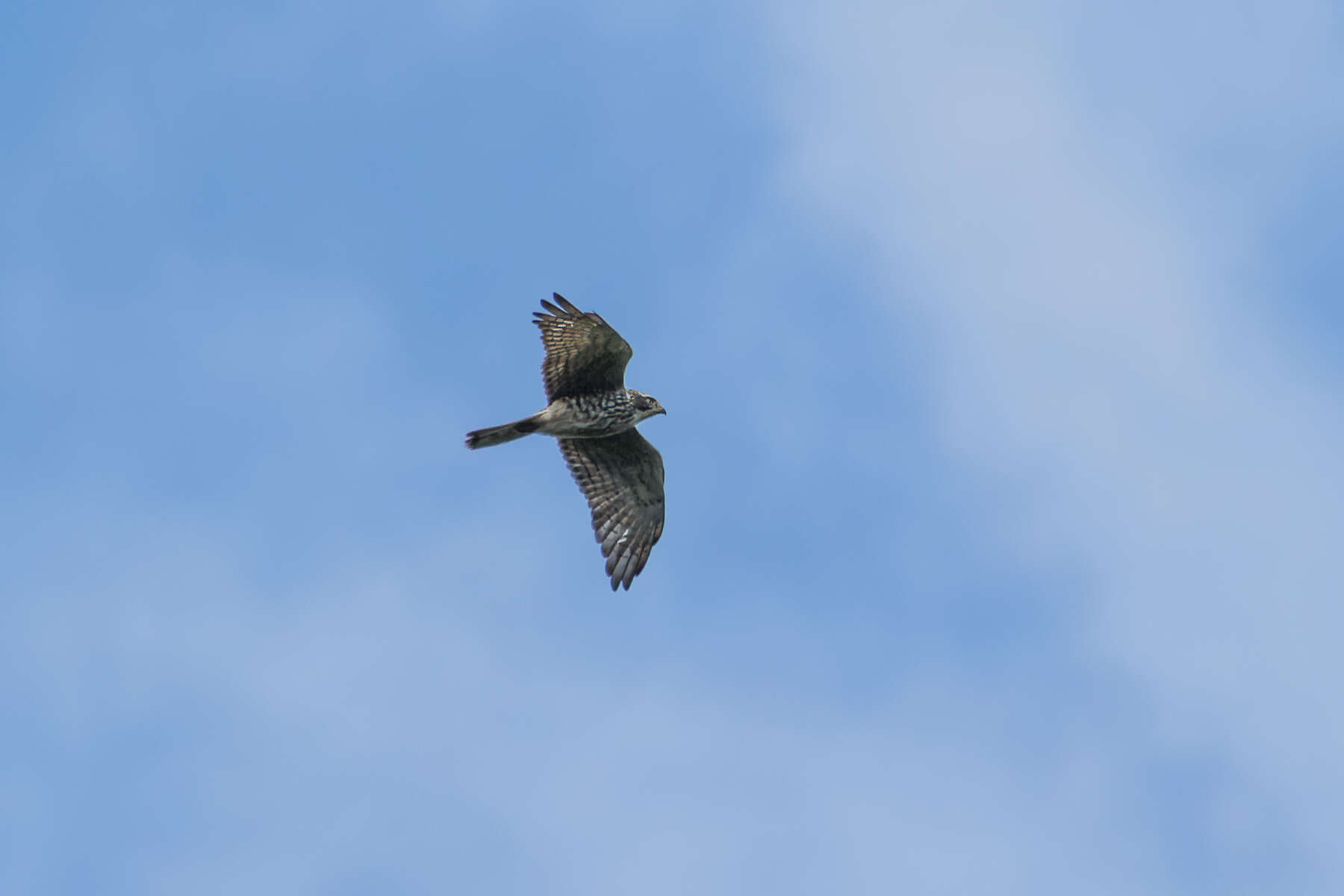 Image of Grey-faced Buzzard