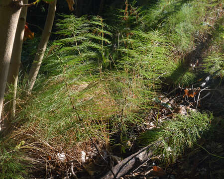 Image of Wood Horsetail