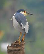 Image of Night Herons